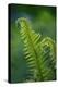 Garden Fern-Savanah Stewart-Premier Image Canvas