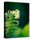 Garden Fern-Savanah Plank-Stretched Canvas