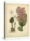 Garden Flora III-Sydenham Edwards-Stretched Canvas