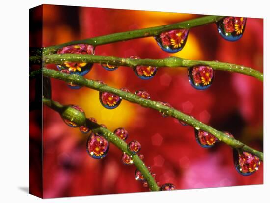 Garden Flowers Reflecting in Dewdrops-Steve Terrill-Premier Image Canvas