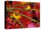 Garden Flowers Reflecting in Dewdrops-Steve Terrill-Premier Image Canvas