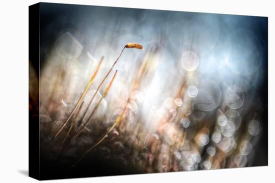 Garden Moss-Ursula Abresch-Premier Image Canvas