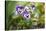 garden pansies, viola wittrockiana, blossom, close-up-David & Micha Sheldon-Stretched Canvas