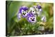 garden pansies, viola wittrockiana, blossom, close-up-David & Micha Sheldon-Stretched Canvas