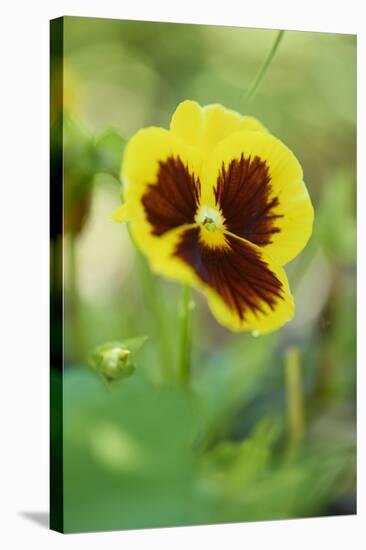 garden pansies, viola wittrockiana, blossom, close-up-David & Micha Sheldon-Stretched Canvas