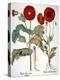 Garden Poppy-Besler Basilius-Premier Image Canvas