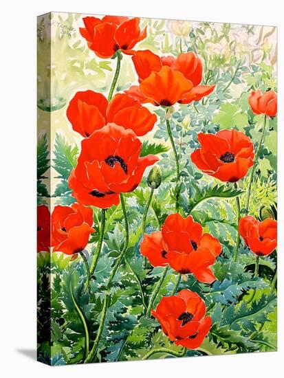 Garden Red Poppies-Christopher Ryland-Premier Image Canvas