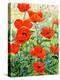 Garden Red Poppies-Christopher Ryland-Premier Image Canvas