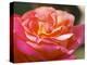 Garden Roses, Clos Des Iles, Le Brusc, Var, Cote d'Azur, France-Per Karlsson-Premier Image Canvas