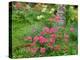 Garden Scene in New Brunswick, Canada-Ellen Anon-Premier Image Canvas