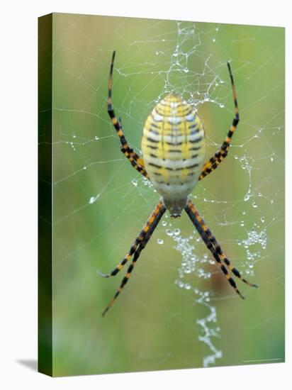 Garden Spider in Web, Grose Property at Fortunes Rocks, Biddeford, Maine, USA-Jerry & Marcy Monkman-Premier Image Canvas