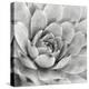 Garden Succulent IV-Laura Marshall-Stretched Canvas