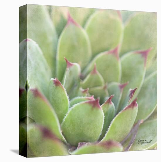 Garden Succulents I Color-Laura Marshall-Stretched Canvas