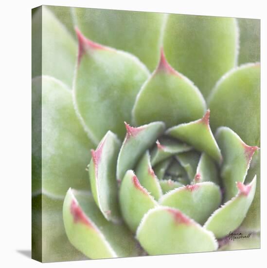 Garden Succulents III Color-Laura Marshall-Stretched Canvas