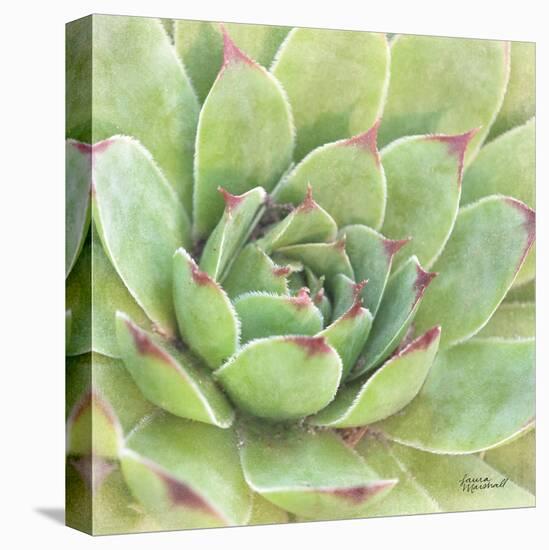 Garden Succulents IV Color-Laura Marshall-Stretched Canvas