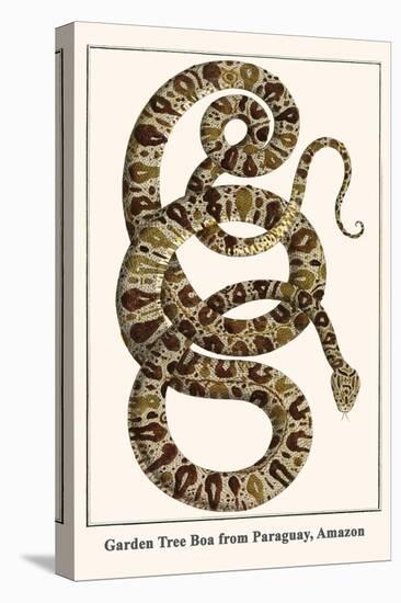 Garden Tree Boa from Paraguay, Amazon-Albertus Seba-Stretched Canvas