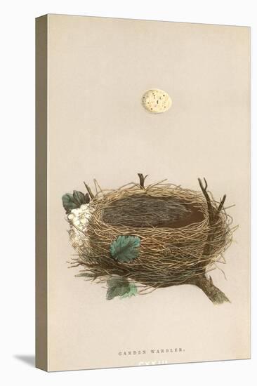 Garden Warbler Egg and Nest-null-Stretched Canvas