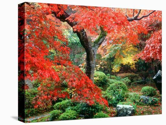 Garden with Maple Trees in Enkouin Temple, Autumn, Kyoto, Japan-null-Premier Image Canvas