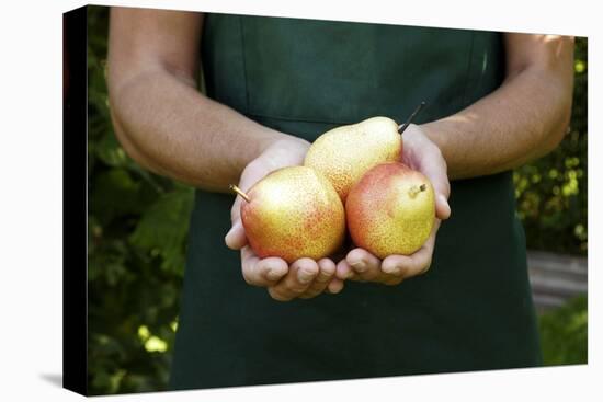 Garden, Woman, Garden-Apron, Detail, Hands, Pears, Kind "Trout", Harvested, Picked, Presents-Nora Frei-Premier Image Canvas