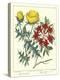 Gardener's Delight VII-Sydenham Teast Edwards-Stretched Canvas