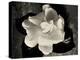 Gardenia Bloom-Amy Melious-Stretched Canvas