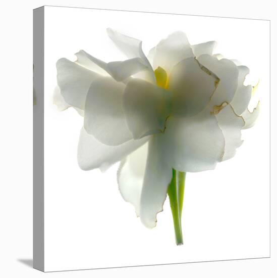 Gardenia Float-Julia McLemore-Premier Image Canvas