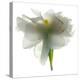 Gardenia Float-Julia McLemore-Premier Image Canvas