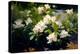 Gardenia Flower Field-Vivienne Dupont-Stretched Canvas