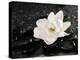 Gardenia Flower-crystalfoto-Premier Image Canvas