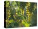 Garganega Grapes, Soave, Veneto, Italy, Europe-Michael Newton-Premier Image Canvas