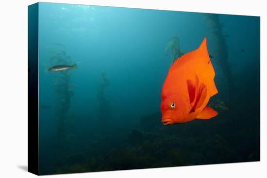 Garibaldifisch, Hypsypops Rubicundus, San Benito Island, Mexico-Reinhard Dirscherl-Premier Image Canvas