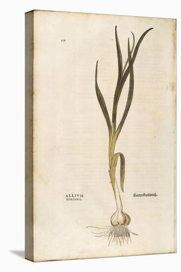 Garlic - Allium Sativum (Allium Hortense) by Leonhart Fuchs from De Historia Stirpium Commentarii I-null-Premier Image Canvas