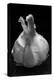 Garlic Bulb BW-Steve Gadomski-Premier Image Canvas