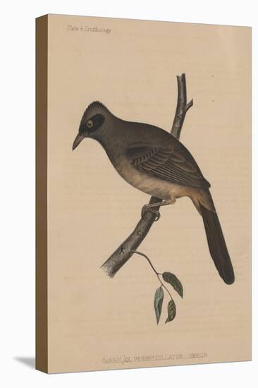 Garrulax Perspicillatus (Gmelin), 1855-null-Premier Image Canvas