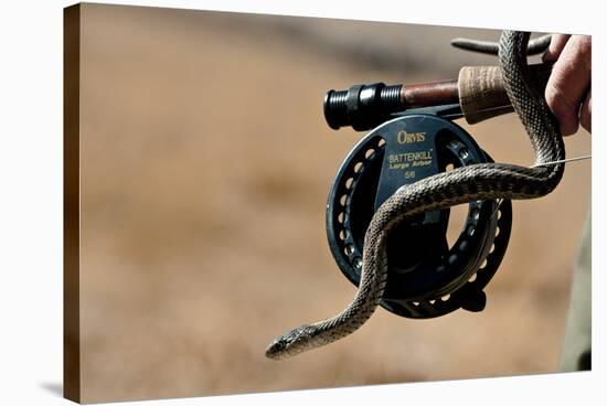 Garter Snake  Slithers Across Fly Fishing Gear-Liam Doran-Stretched Canvas