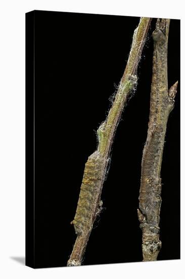 Gastropacha Quercifolia (Lappet Moth) - Caterpillars Camouflaged on Twigs-Paul Starosta-Premier Image Canvas