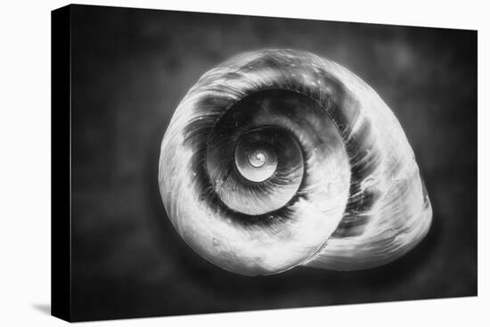 Gastropod Helix-George Oze-Premier Image Canvas