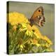 Gatekeeper Butterfly-Adrian Campfield-Premier Image Canvas