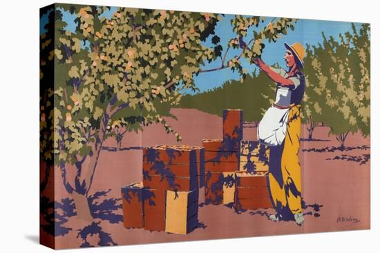 Gathering Apricots for Canning - Australia-Archibald Bertram Webb-Premier Image Canvas