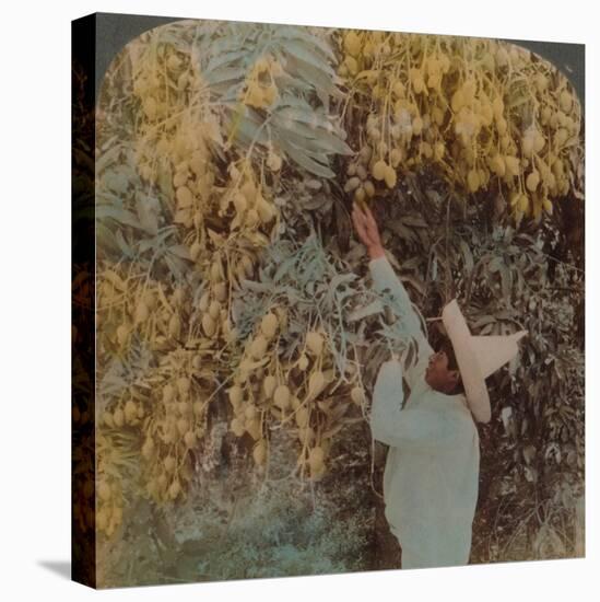 'Gathering luscious fruit from a heavily laden mango tree, Cuernavaca, Mexico', 1907-Elmer Underwood-Premier Image Canvas