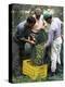 Gathering Olives for Fine Extra-Virgin Oil, Frantoio Galantino, Bisceglie, Puglia, Italy-Michael Newton-Premier Image Canvas