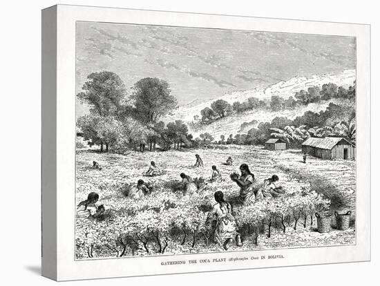 Gathering the Coca Plant (Erythroxylum Coc) in Bolivia, 1877-null-Premier Image Canvas