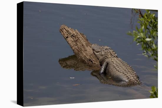 Gator Alley At The D'Olive Boardwalk Park In Daphne, Alabama-Carol Highsmith-Stretched Canvas