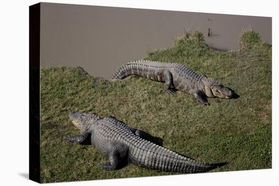 Gator Alley At The D'Olive Boardwalk Park In Daphne, Alabama-Carol Highsmith-Stretched Canvas