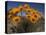 Gazanias in Namaqua National Park, Namaqualand, Northern Cape, South Africa, Africa-Steve & Ann Toon-Premier Image Canvas