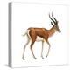 Gazelle (Gazella Granti), Mammals-Encyclopaedia Britannica-Stretched Canvas