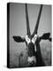 Gazelle-Henry Horenstein-Premier Image Canvas