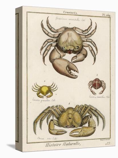 Gecarcinus Anisochele and Other Crabs-Benard-Premier Image Canvas