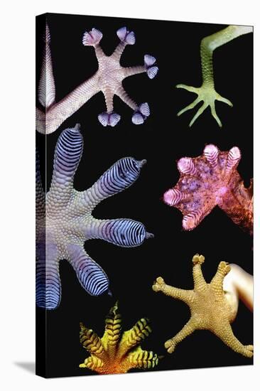 Gecko Feet Diversity-Paul Stewart-Premier Image Canvas