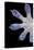 Gecko Foot Showing Adhesive Lamellae-Paul Stewart-Premier Image Canvas
